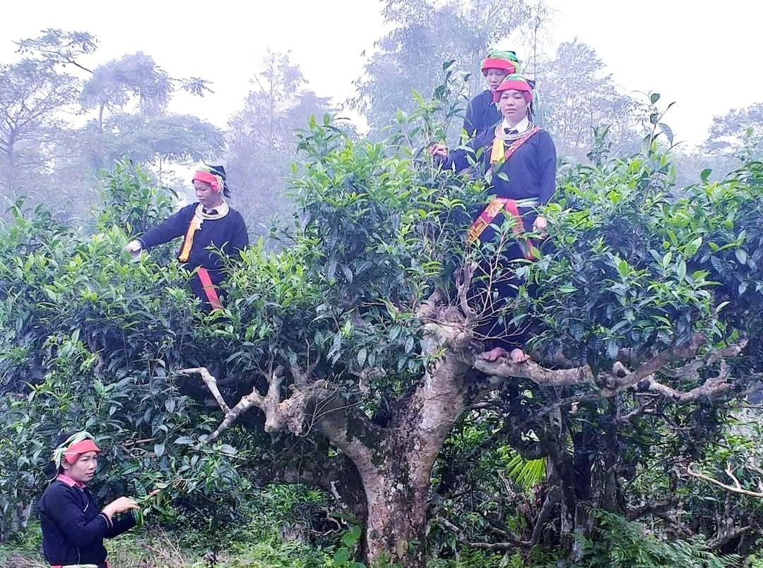 Kỳ 2: Tiếng than" dưới bóng chè di sản