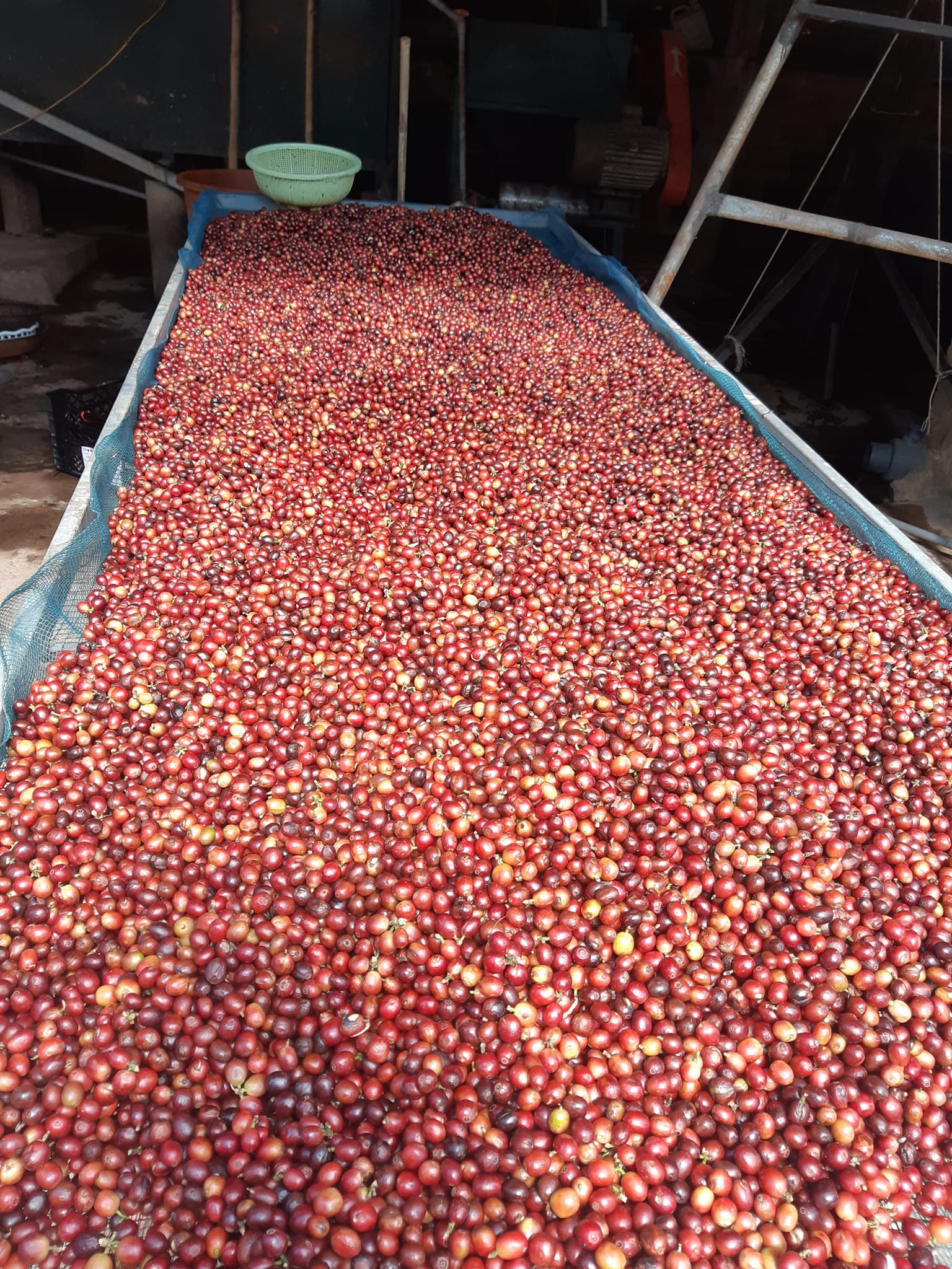 khe-sanh-coffee-5_1790154386.png