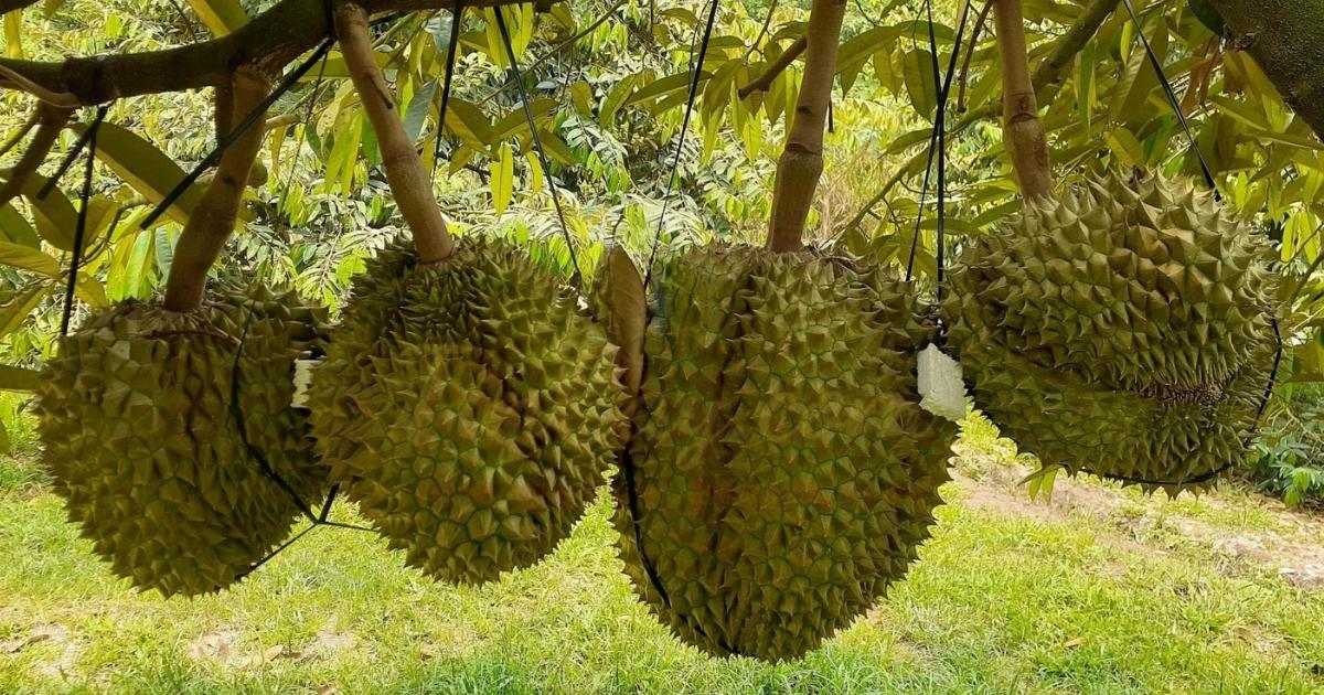 Thị phần sầu riêng Việt Nam tại Trung Quốc tiến sát mốc 50% Thị phần sầu riêng Việt Nam tại Trung Quốc tiến sát mốc 50%