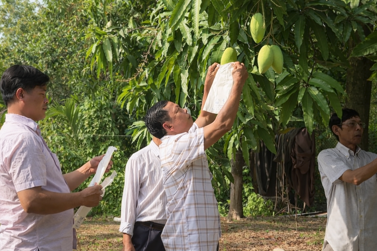 Xoài cát Hòa Lộc khan hiếm nguồn cung dịp Tết Bính Ngọ