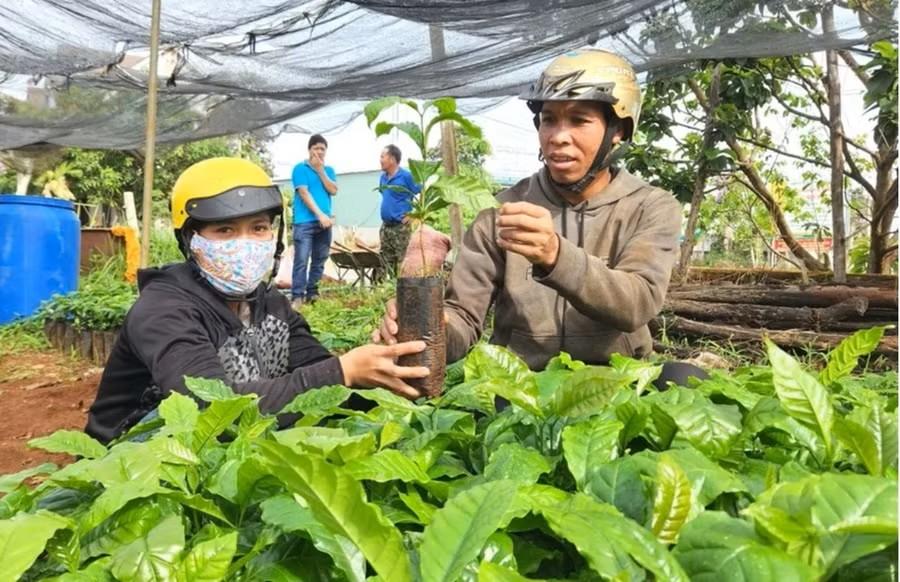 anh-pyul-lang-phung-xa-ia-ly-mua-cay-giong-ca-phe-tai-vuon-uom-cua-hop-tac-xa-dich-vu-nong-nghiep-nghia-hoa-xa-chu-pah_1785809277.jpg