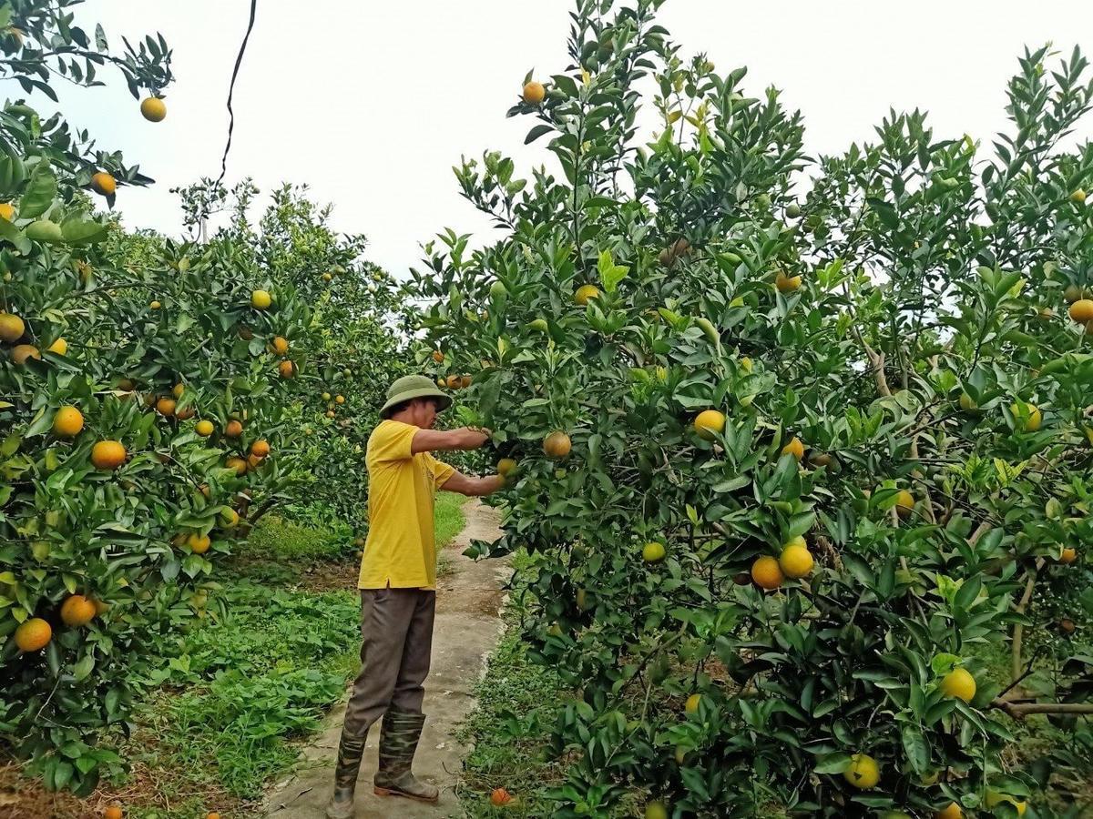 Phú Thọ mở lối phát triển bền vững cho cây có múi Phú Thọ mở lối phát triển bền vững cho cây có múi
