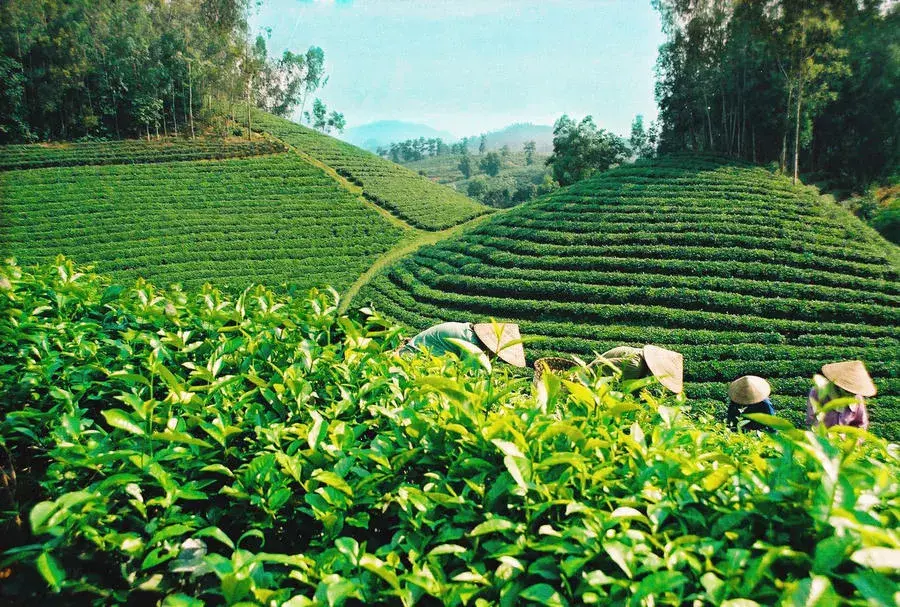 Xây dựng thương hiệu để nâng tầm giá trị sản phẩm Phú Thọ Xây dựng thương hiệu để nâng tầm giá trị sản phẩm Phú Thọ