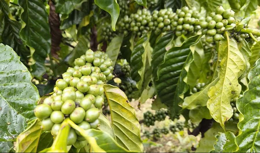 Đổi cách làm để nâng giá trị hạt cà phê Gia Lai Đổi cách làm để nâng giá trị hạt cà phê Gia Lai