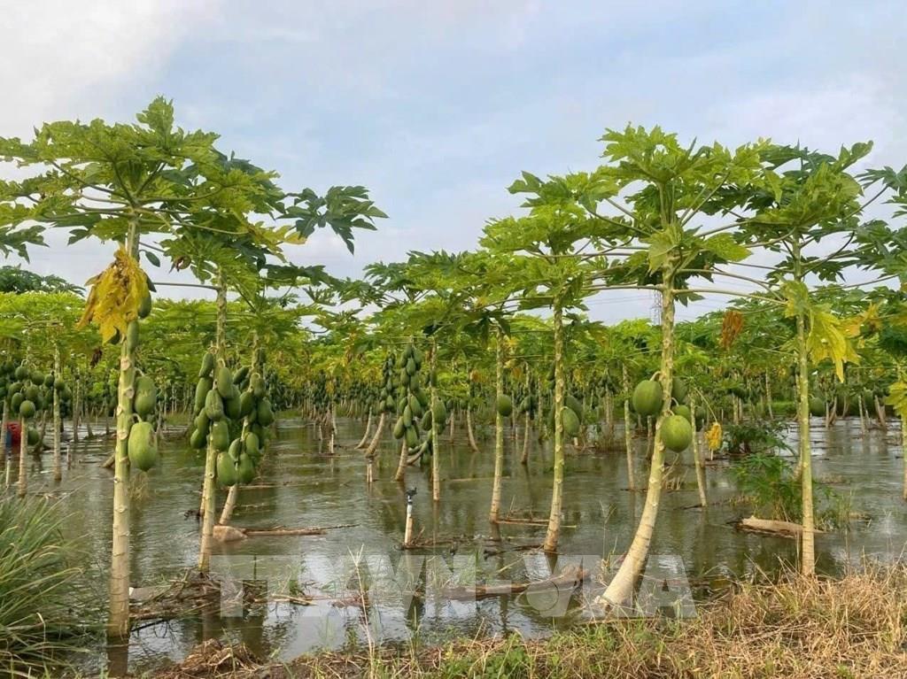 Mưa lớn kéo dài gây ngập nhiều cây trồng ở Lâm Đồng Mưa lớn kéo dài gây ngập nhiều cây trồng ở Lâm Đồng
