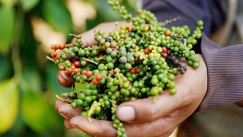 Xuất khẩu nông lâm thủy sản đạt 56,3 tỷ USD sau 9 tháng