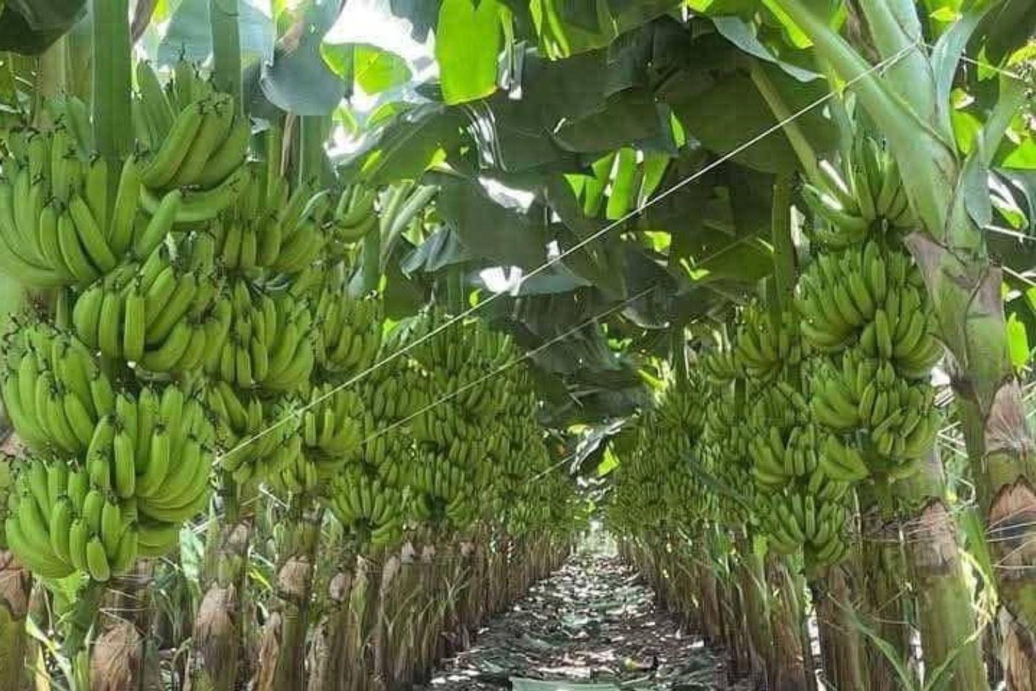Nhờ đặc quyền 0% thuế nhập khẩu vào thị trường tỷ dân, một loại quả quen thuộc thu gần 7.000 tỷ đồng cho ngành nông nghiệp Việt Nam Nhờ đặc quyền 0% thuế nhập khẩu vào thị trường tỷ dân, một loại quả quen thuộc thu gần 7.000 tỷ đồng cho ngành nông nghiệp Việt Nam