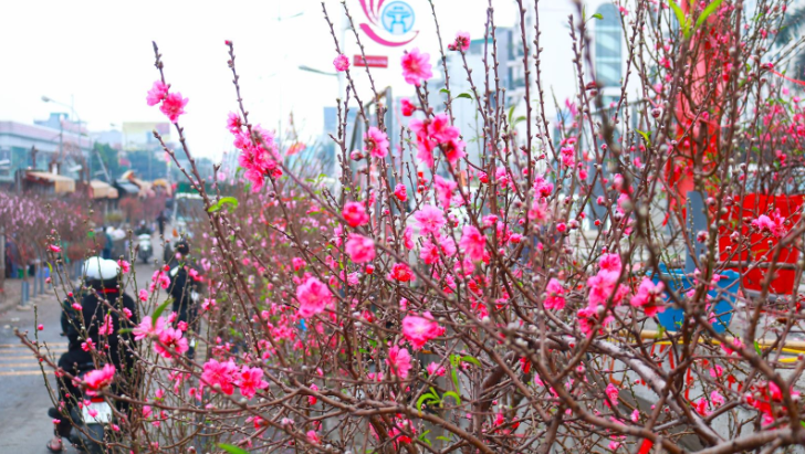 Thị trường hoa Tết 2026: Nguồn cung dồi dào, sức mua tập trung ở phân khúc giá rẻ