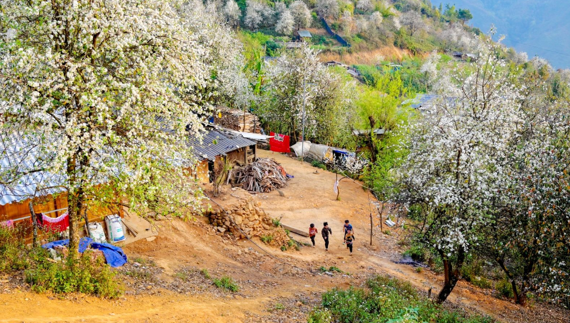 Sơn tra nở trắng Nậm Nghẹp, hút dân mê xê dịch lên vùng cao săn hoa