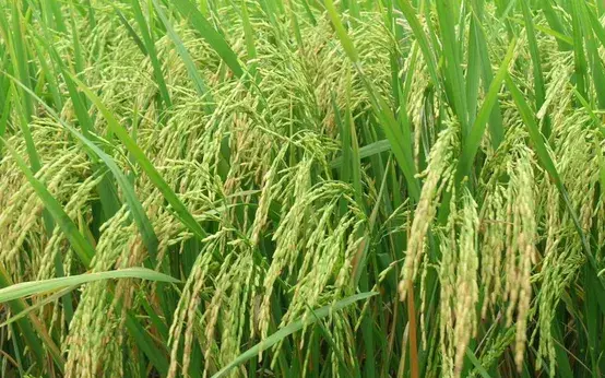 Việt Nam bàn giao hơn 470 tấn gạo sản xuất tại Cuba mở rộng hợp tác nông nghiệp song phương Việt Nam bàn giao hơn 470 tấn gạo sản xuất tại Cuba mở rộng hợp tác nông nghiệp song phương