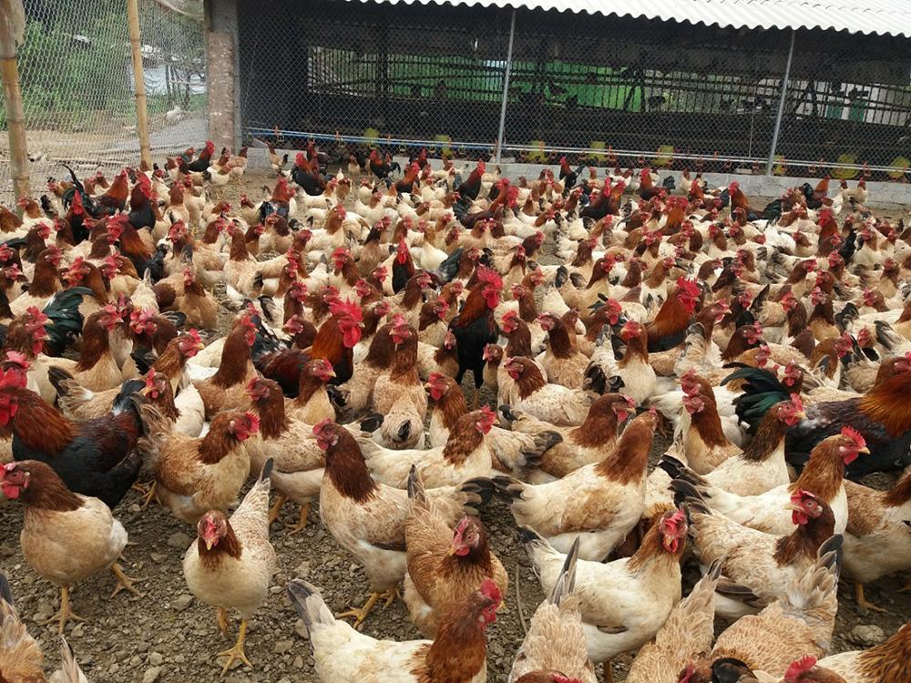 Tây Ninh xây dựng dữ liệu số ngành chăn nuôi hướng tới quản trị thông minh Tây Ninh xây dựng dữ liệu số ngành chăn nuôi hướng tới quản trị thông minh