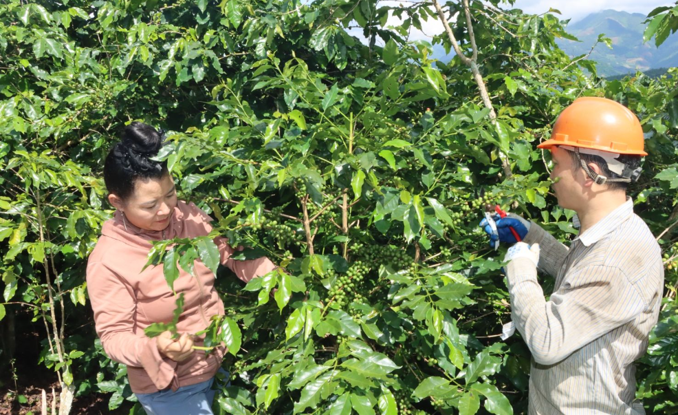Khai thác lợi thế tự nhiên nâng giá trị nông sản Phiêng Pằn