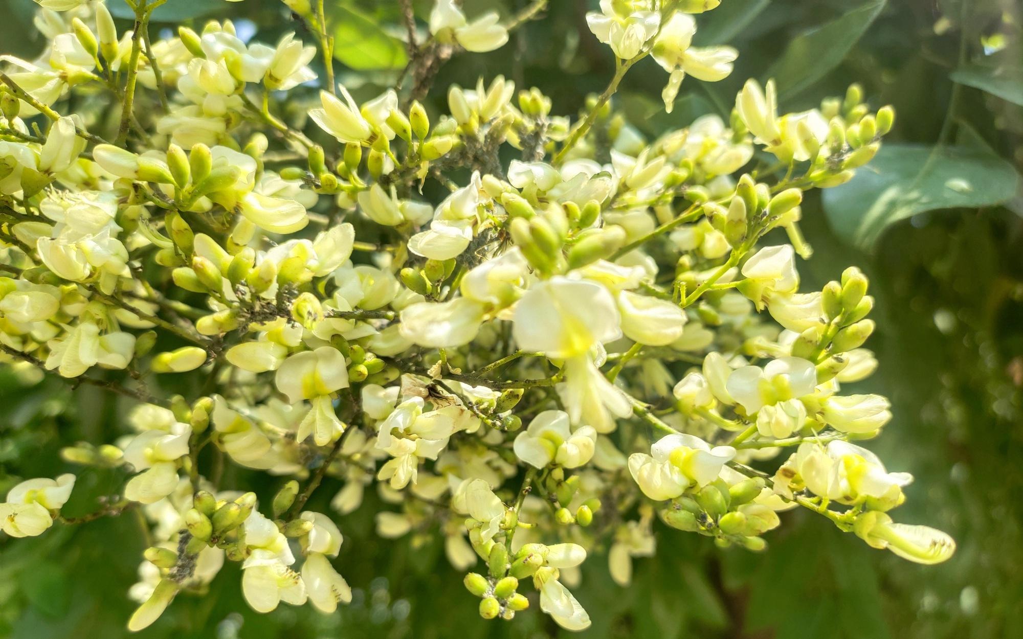 Vị thuốc quen  thuộc từ hoè hoa trong y học cổ truyền