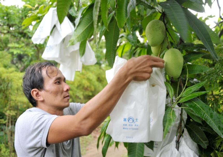 Hiểu đúng về mã số vùng trồng để xuất khẩu nông sản Hiểu đúng về mã số vùng trồng để xuất khẩu nông sản