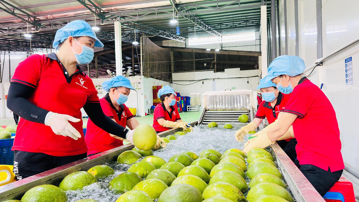 Bưởi Vĩnh Long nâng giá trị, mở rộng thị trường quốc tế