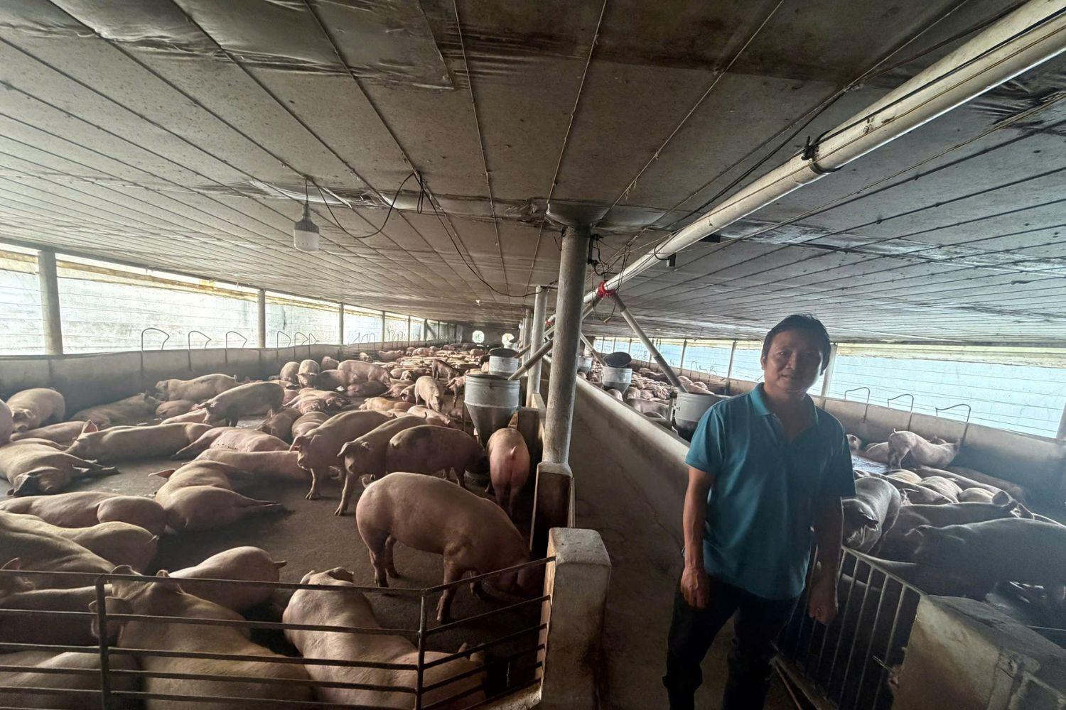 10.000 tấn thịt sử dụng chất siêu tạo nạc tuồn ra thị trường: Heo tăng 30kg trong 30 ngày, trước khi bán cho dùng giải độc gan