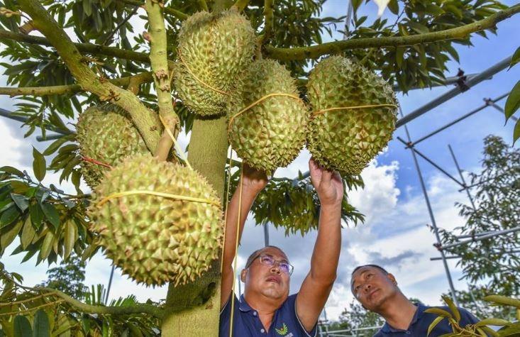 Sầu riêng Trung Quốc bắt đầu cho quả, Việt Nam cần làm gì để giữ vị thế?