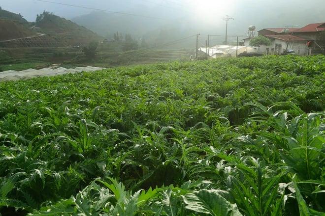 Từ lợi thế tài nguyên đến tư duy thị trường cho dược liệu Lào Cai