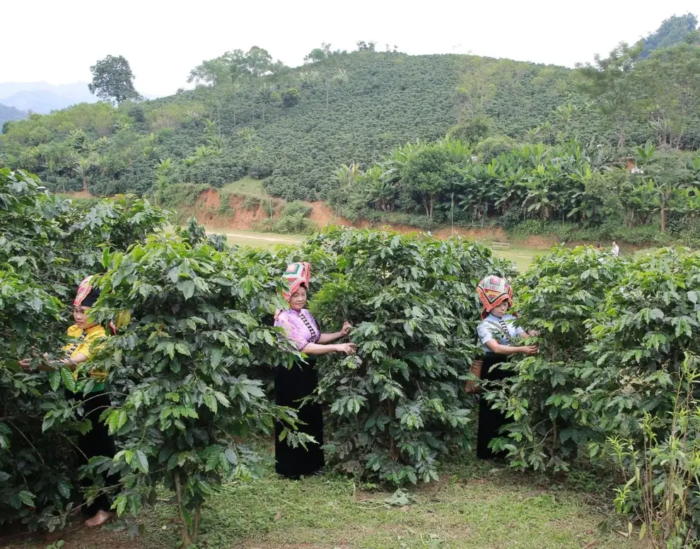 Phụ nữ Thái đưa cà phê Sơn La từ nông sản thô thành đặc sản xuất khẩu