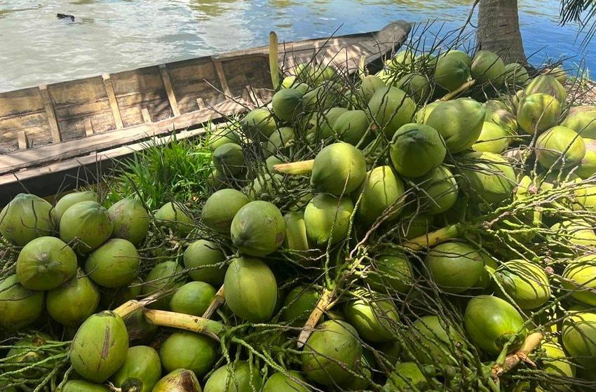 Giá dừa tươi tăng mạnh nhờ sức nóng của thị trường nội địa và xuất khẩu