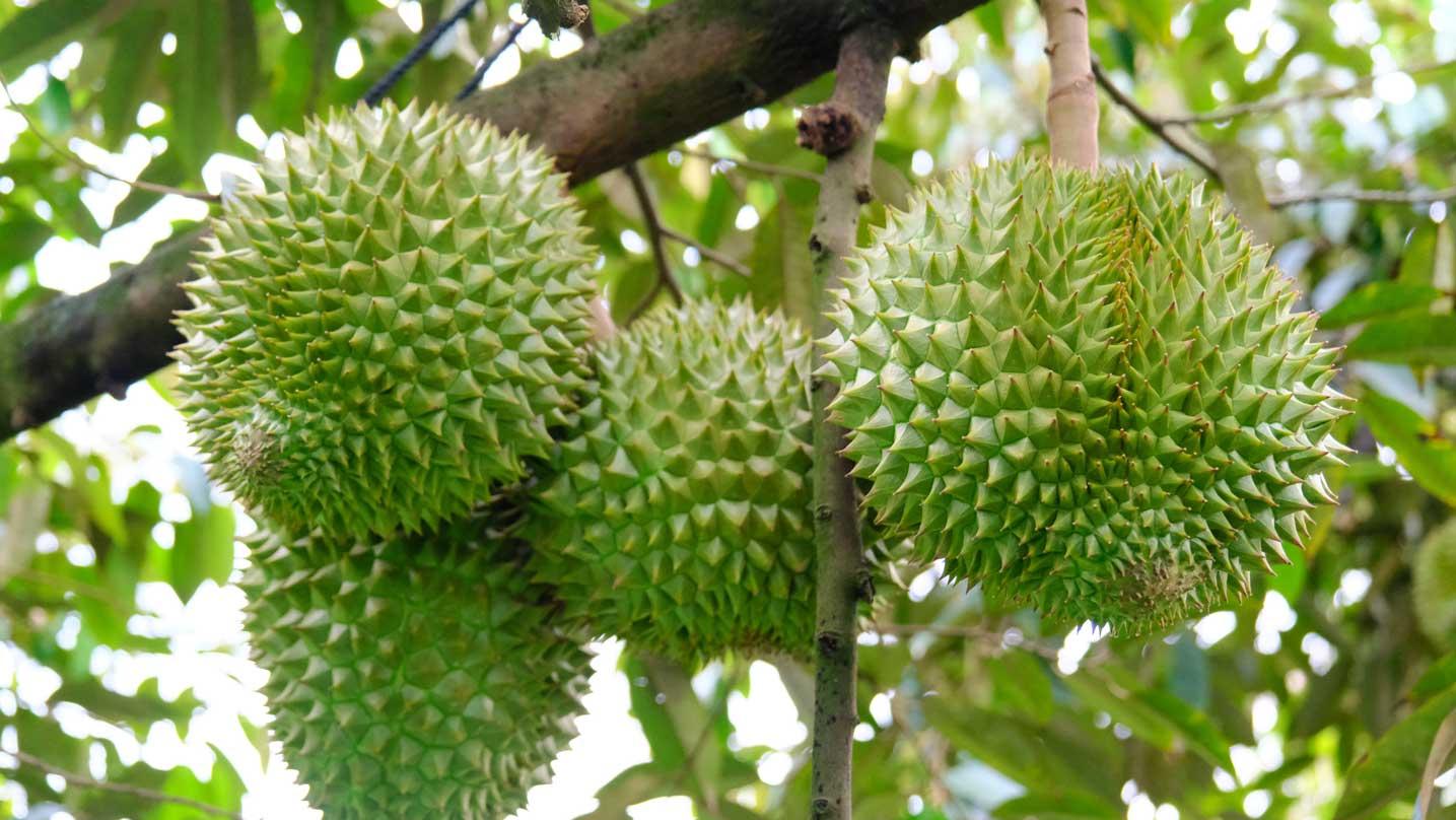 Sầu riêng "kẹt" tồn dư Cadimi, rớt giá: Bộ NN&MT vẫn chờ báo cáo từ địa phương