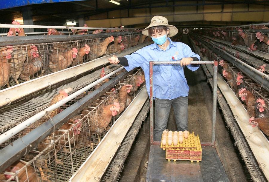 Xây dựng hệ sinh thái chăn nuôi xanh, phát triển bền vững