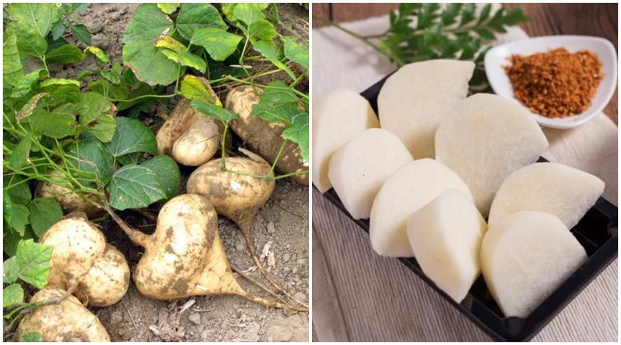 Ăn củ đậu cần lưu ý gì để vừa ngon vừa an toàn sức khỏe? Ăn củ đậu cần lưu ý gì để vừa ngon vừa an toàn sức khỏe?