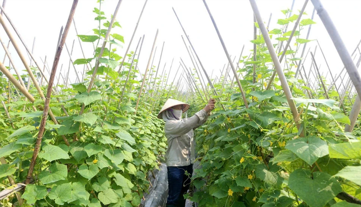 Từ canh tác an toàn đến hành trình đi xa của dưa chuột An Hòa Từ canh tác an toàn đến hành trình đi xa của dưa chuột An Hòa