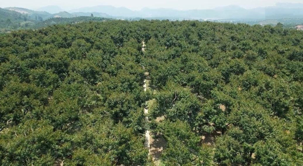 Sầu riêng Krông Nô lên sàn thương mại điện tử, mở rộng đầu ra cho nông sản Đắk Lắk Sầu riêng Krông Nô lên sàn thương mại điện tử, mở rộng đầu ra cho nông sản Đắk Lắk