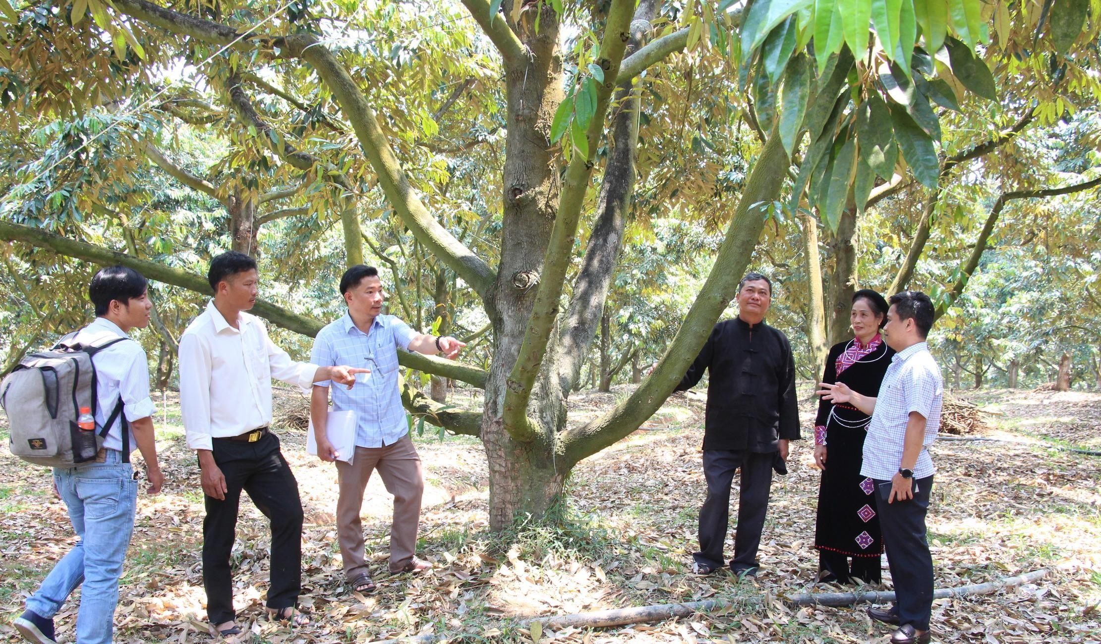 sau-rieng-krong-no_1783304480.jpeg