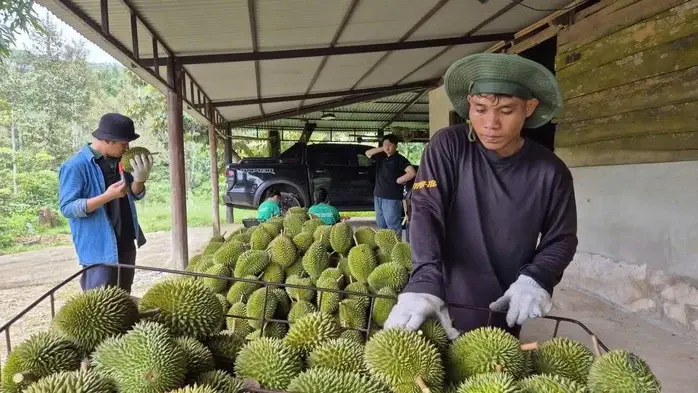 Giải mã nghịch lý thị trường sầu riêng: Xuất khẩu lập đỉnh, giá nội địa lao dốc Giải mã nghịch lý thị trường sầu riêng: Xuất khẩu lập đỉnh, giá nội địa lao dốc