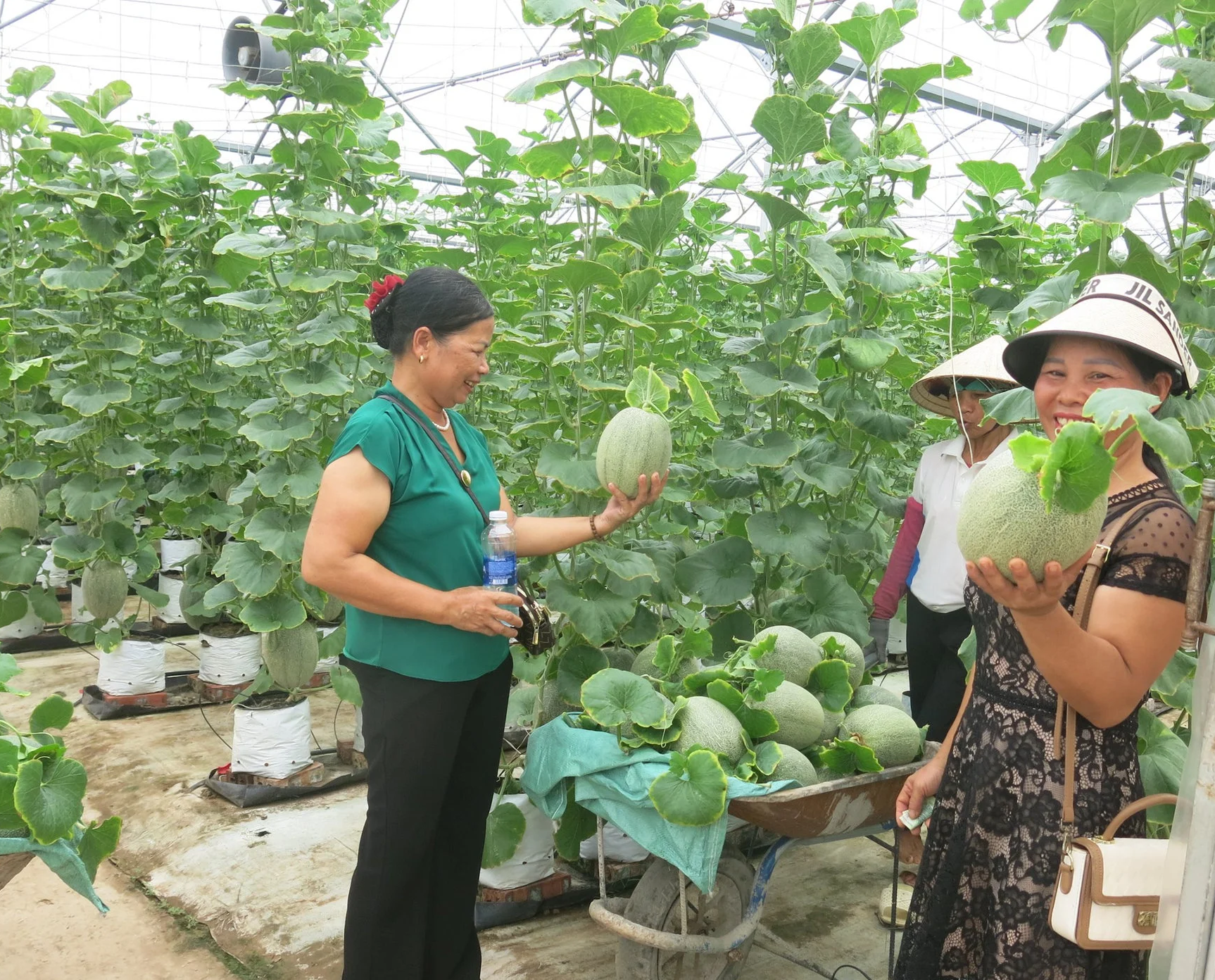 Xây dựng thương hiệu nông sản từ những điểm bán tại vườn