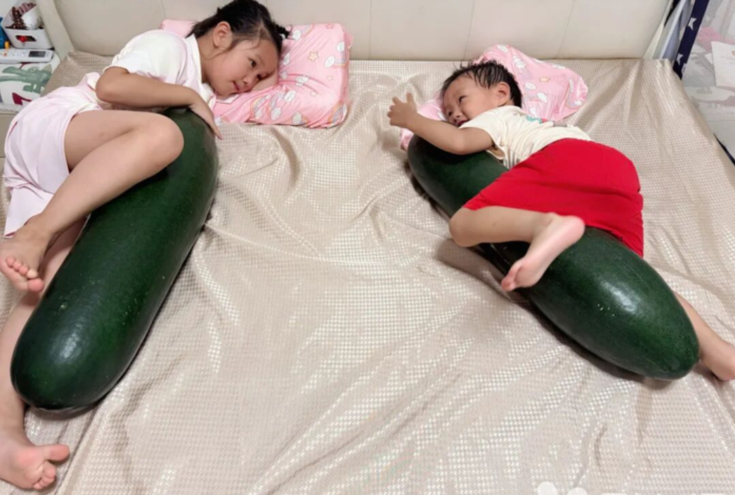 Lời khuyên cho những người biến bí đao thành gối ôm làm mát