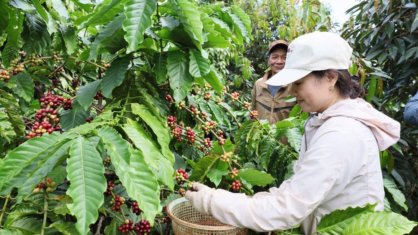 Sau biến động, nông sản Việt Nam đang dịch chuyển theo hướng nào?