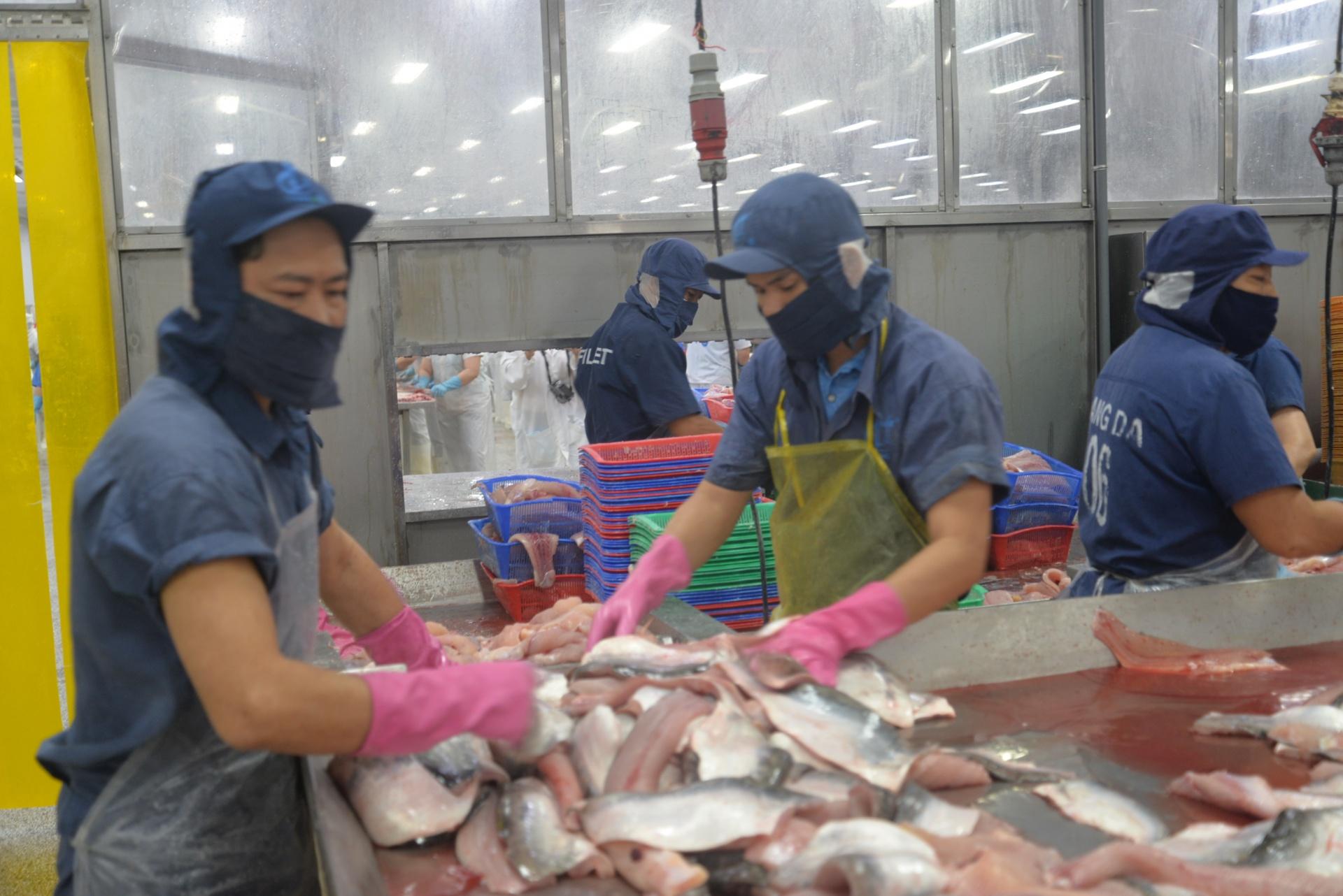 Chuyển đổi số mở đường cho cá tra Việt Nam phát triển bền vững