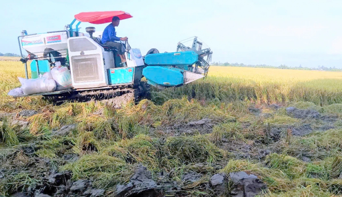 Nông dân ĐBSCL đối mặt áp lực kép: Giá lúa giảm, chi phí phân bón tăng