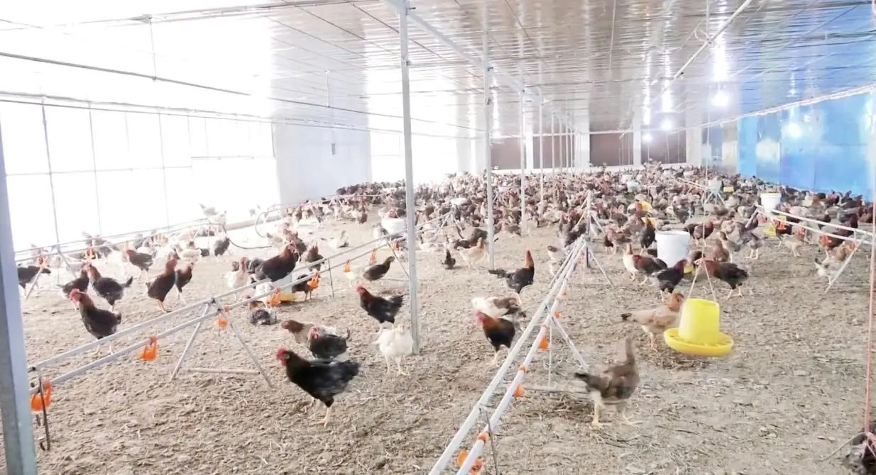 Quảng Trị: Mô hình nuôi gà VietGAHP cho hiệu quả kinh tế rõ nét