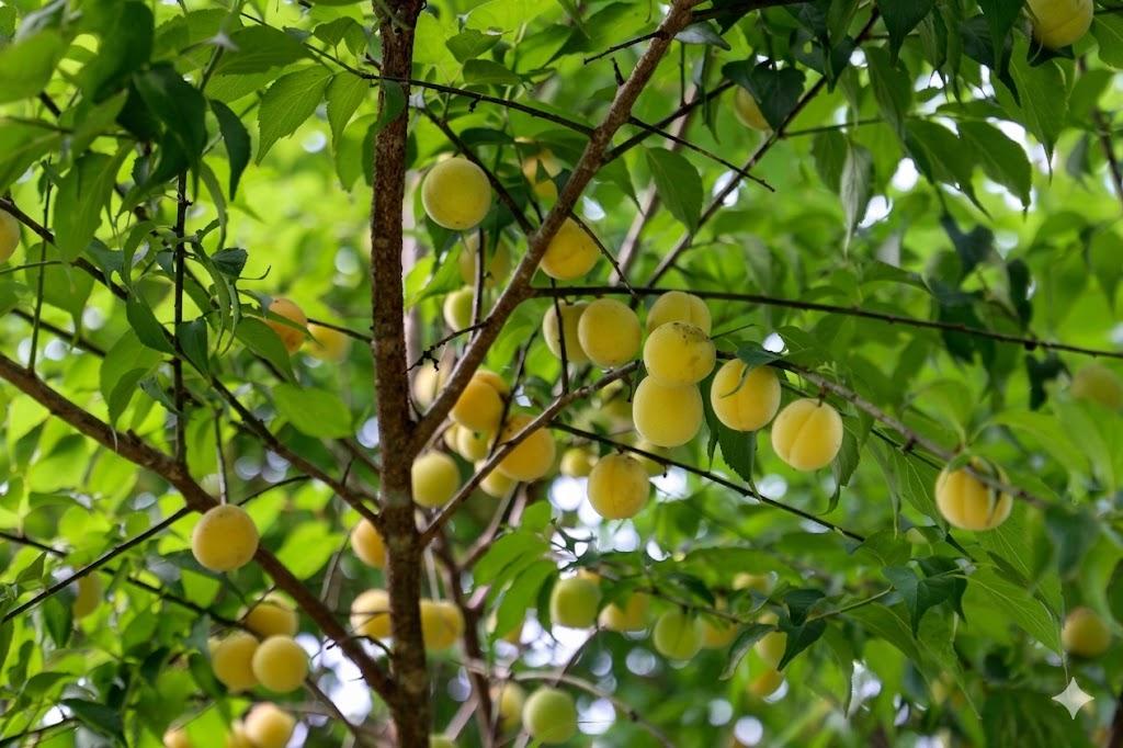 cay1_1775552863.jfif