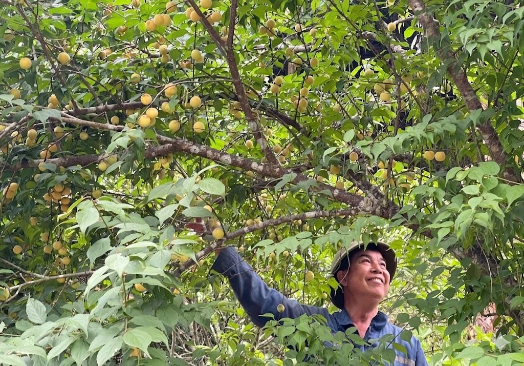 Xây dựng thương hiệu đặc sản giá trị bền vững từ cây mơ vàng