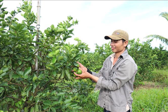 Chuẩn hóa vùng trồng, mở rộng cơ hội xuất khẩu nông sản Chuẩn hóa vùng trồng, mở rộng cơ hội xuất khẩu nông sản