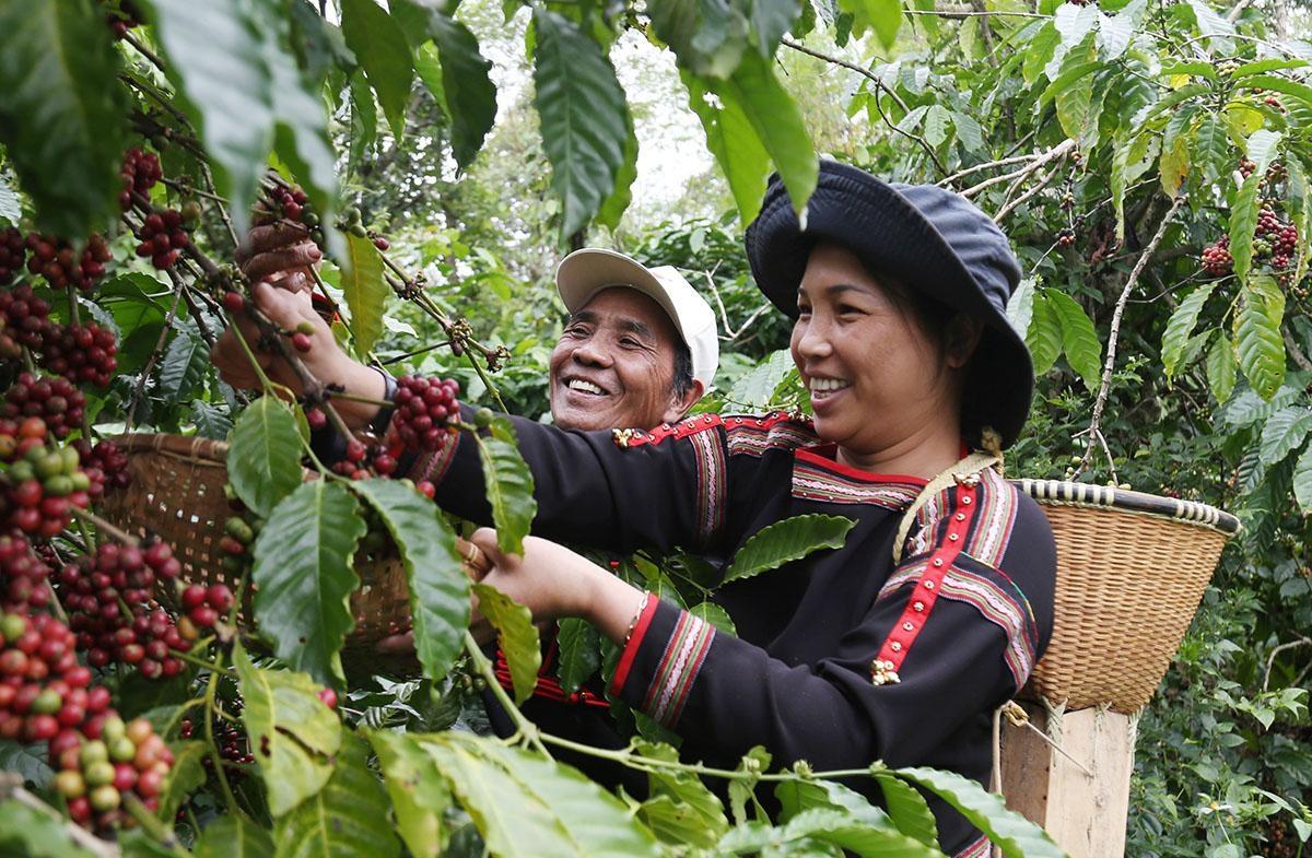 Xuất khẩu cà phê tăng lượng, giảm giá trị trước áp lực thị trường