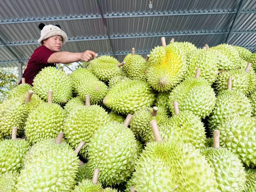 Công bố 37 cơ sở đủ điều kiện kiểm nghiệm trái cây xuất khẩu sang Trung Quốc Công bố 37 cơ sở đủ điều kiện kiểm nghiệm trái cây xuất khẩu sang Trung Quốc