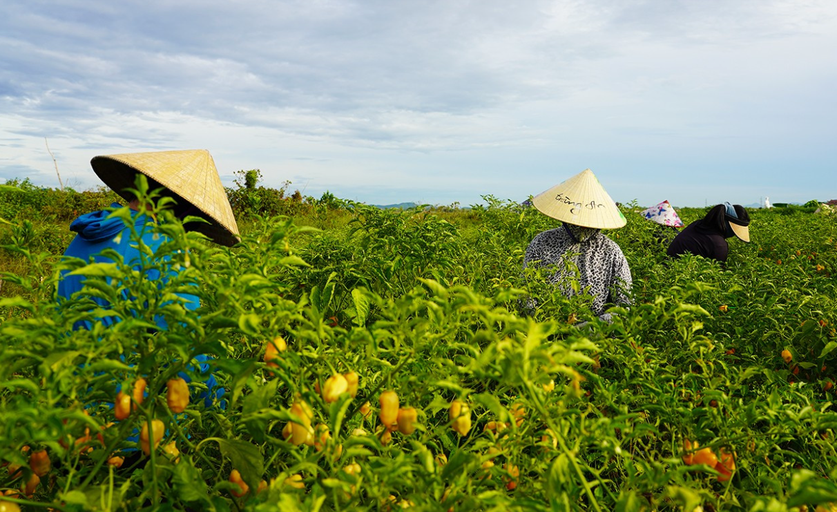 Giống ớt "siêu cay" Mexico lần đầu cho thu hoạch ở Hà Tĩnh