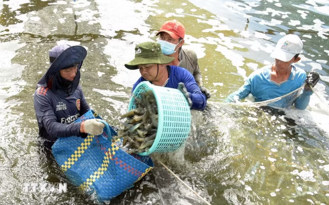 Cà Mau quảng bá thương hiệu, kết nối đầu tư, đưa ngành tôm phát triển bền vững Cà Mau quảng bá thương hiệu, kết nối đầu tư, đưa ngành tôm phát triển bền vững