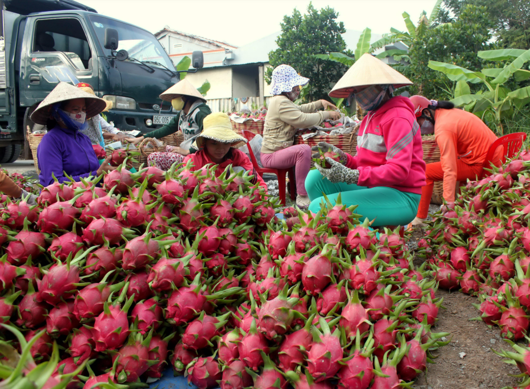 Xuất khẩu trái cây tươi sang Thổ Nhĩ Kỳ còn nhiều dư địa