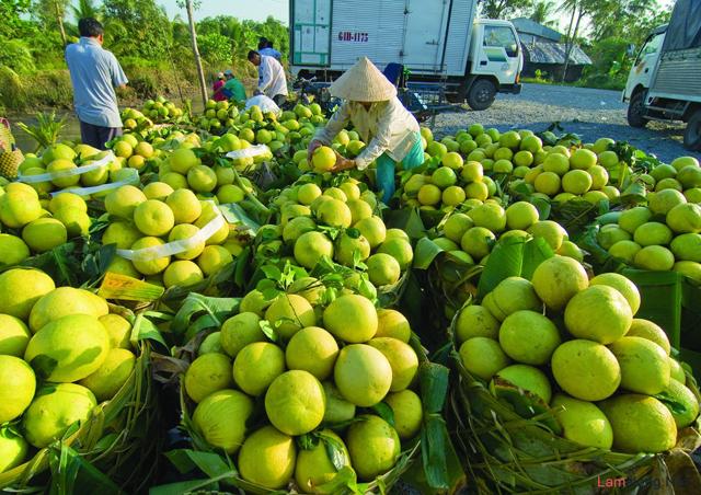Bưởi Vĩnh Long mở đường chinh phục mục tiêu nông sản tỷ đô Bưởi Vĩnh Long mở đường chinh phục mục tiêu nông sản tỷ đô