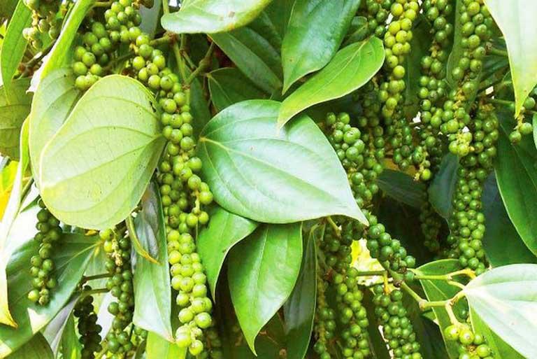 Thị trường nông sản tuần qua ghi nhận diễn biến trái chiều Thị trường nông sản tuần qua ghi nhận diễn biến trái chiều
