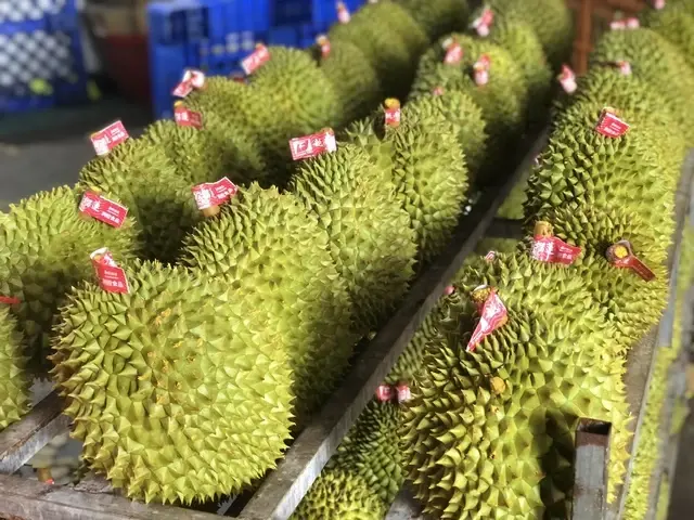 Sầu riêng Việt Nam bứt tốc, sẵn sàng chinh phục mốc 4 tỷ USD