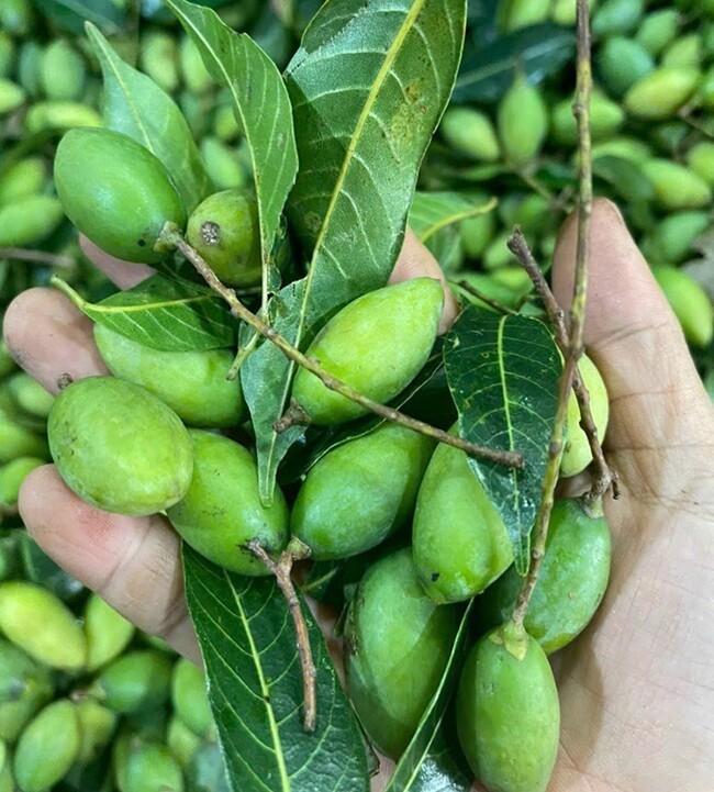 Từ thức quà dân dã miền sơn cước đến đặc sản đắt đỏ được 'săn lùng' phố thị