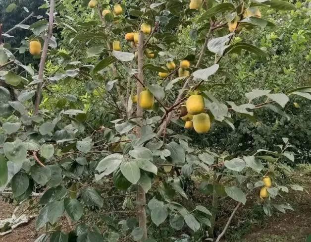 Thứ quả đặc sản Thái Nguyên trồng trước nhà vừa 'thu hút tài lộc' vừa bán được giá cao